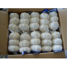 Export New Crop Fresh Pure White Garlic